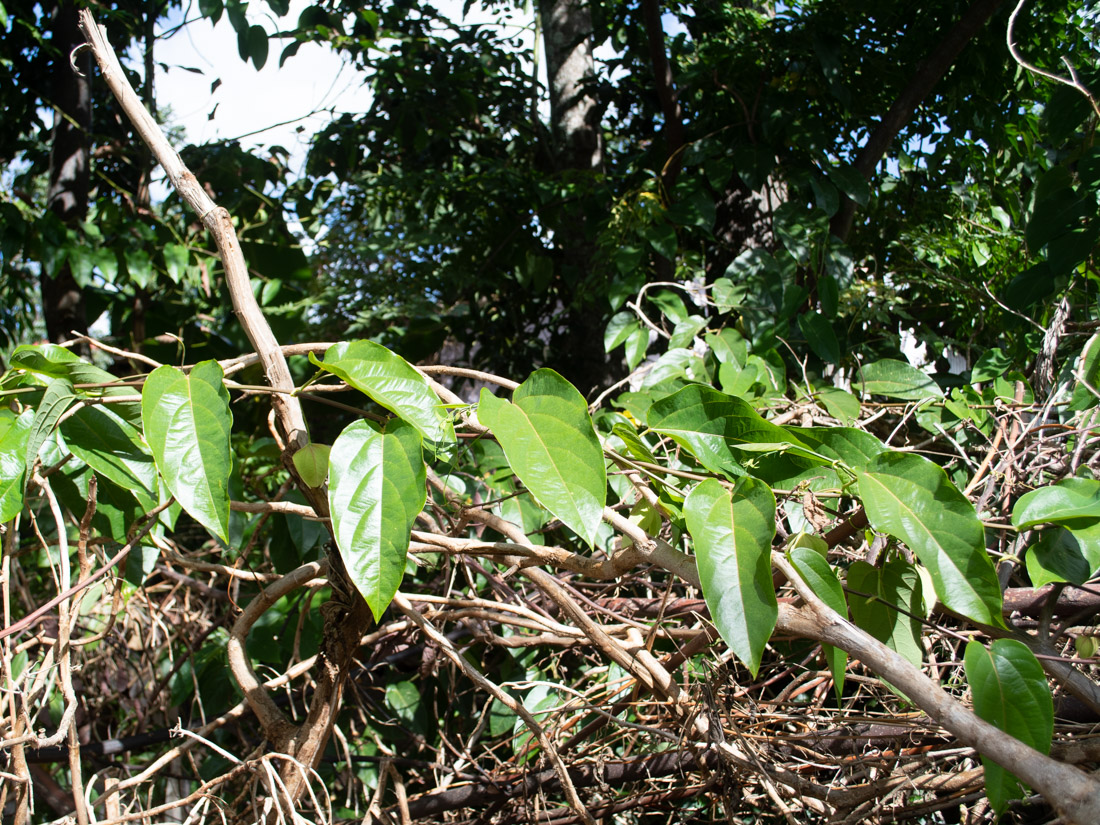 Image of Passiflora maliformis specimen.