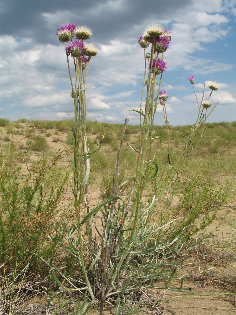 Image of Jurinea xerophytica specimen.