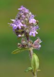 genus Thymus. Верхушка цветущего побега. Тульская обл., Плавский р-н, окр. пос. Молочные Дворы, луг. 20.06.2023.