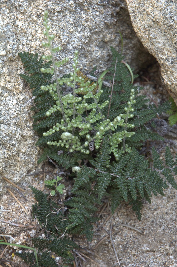 Image of Cheilanthes covillei specimen.