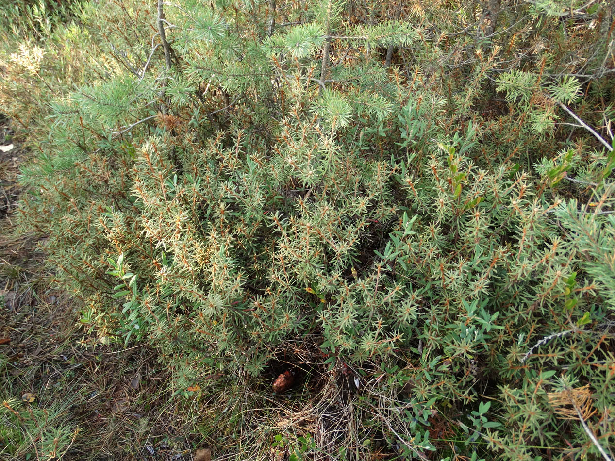 Image of Ledum palustre specimen.