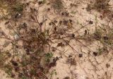 Смотреть изображение Scorpiurus muricatus