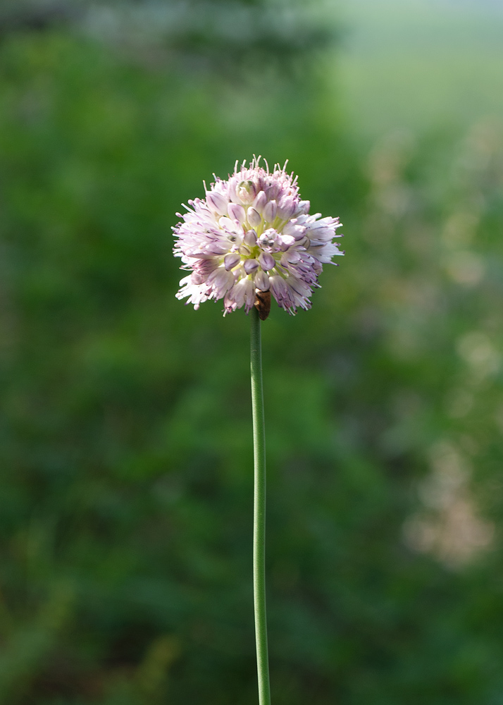 Image of Allium strictum specimen.