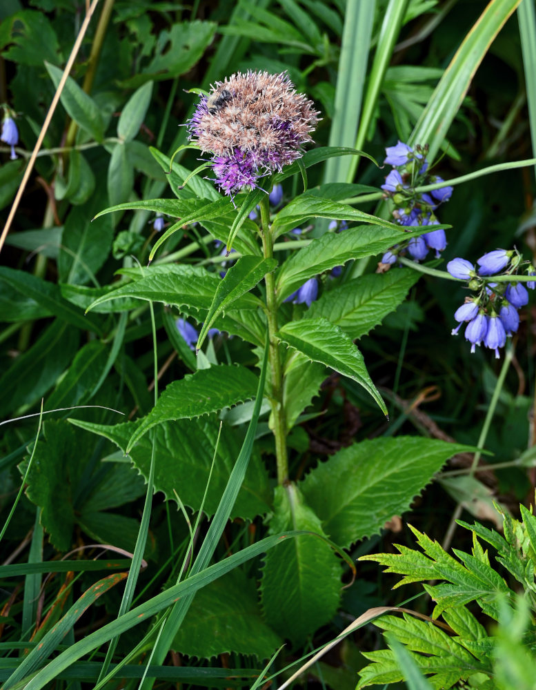 Изображение особи Saussurea sachalinensis.