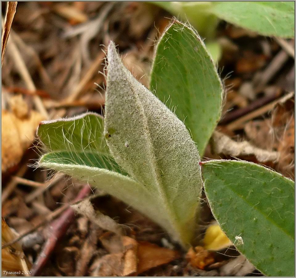 Image of Pilosella officinarum specimen.