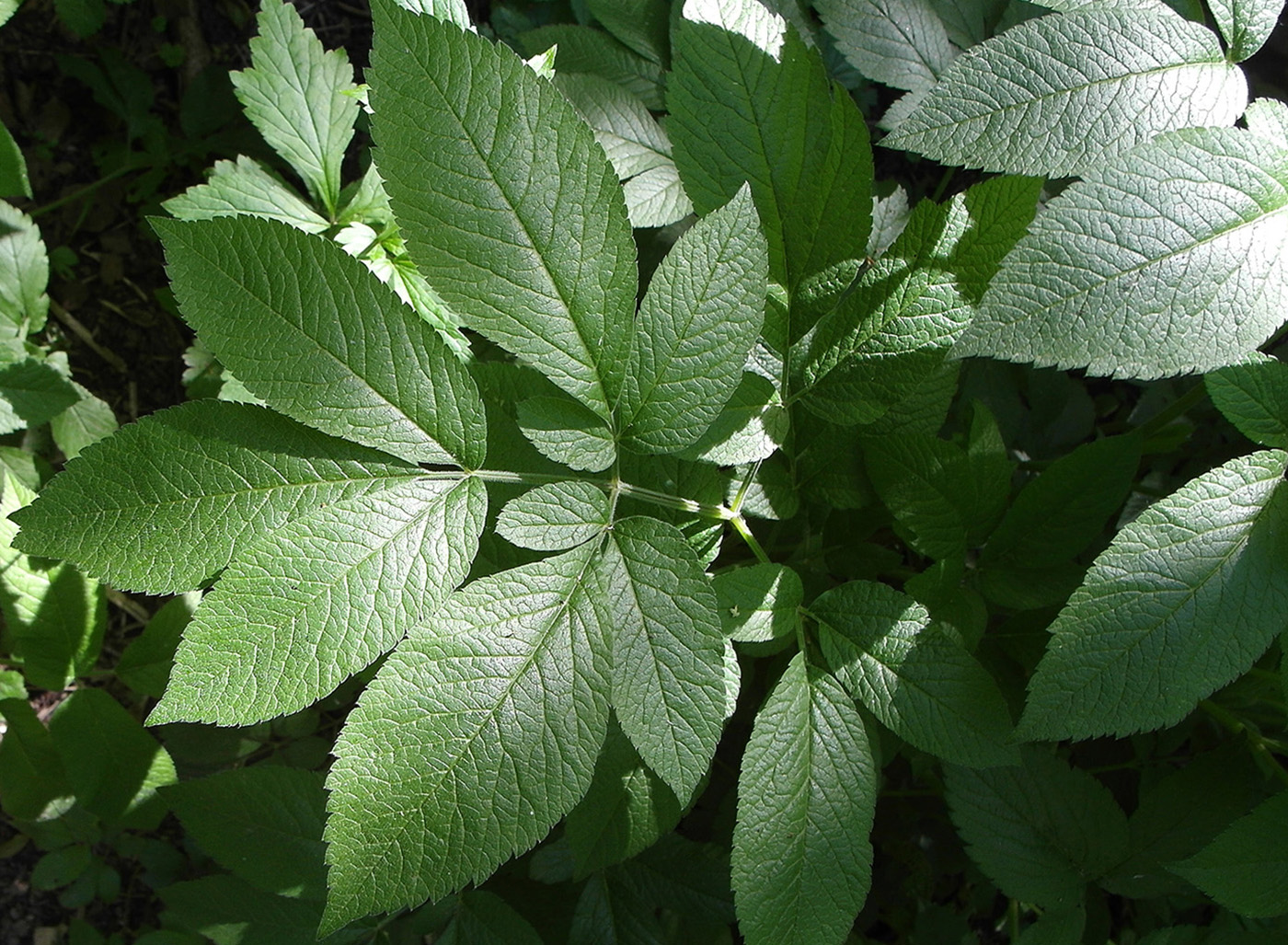 Image of Chaerophyllum aromaticum specimen.