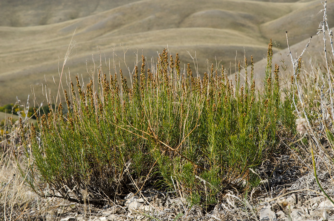 Изображение особи Artemisia salsoloides.