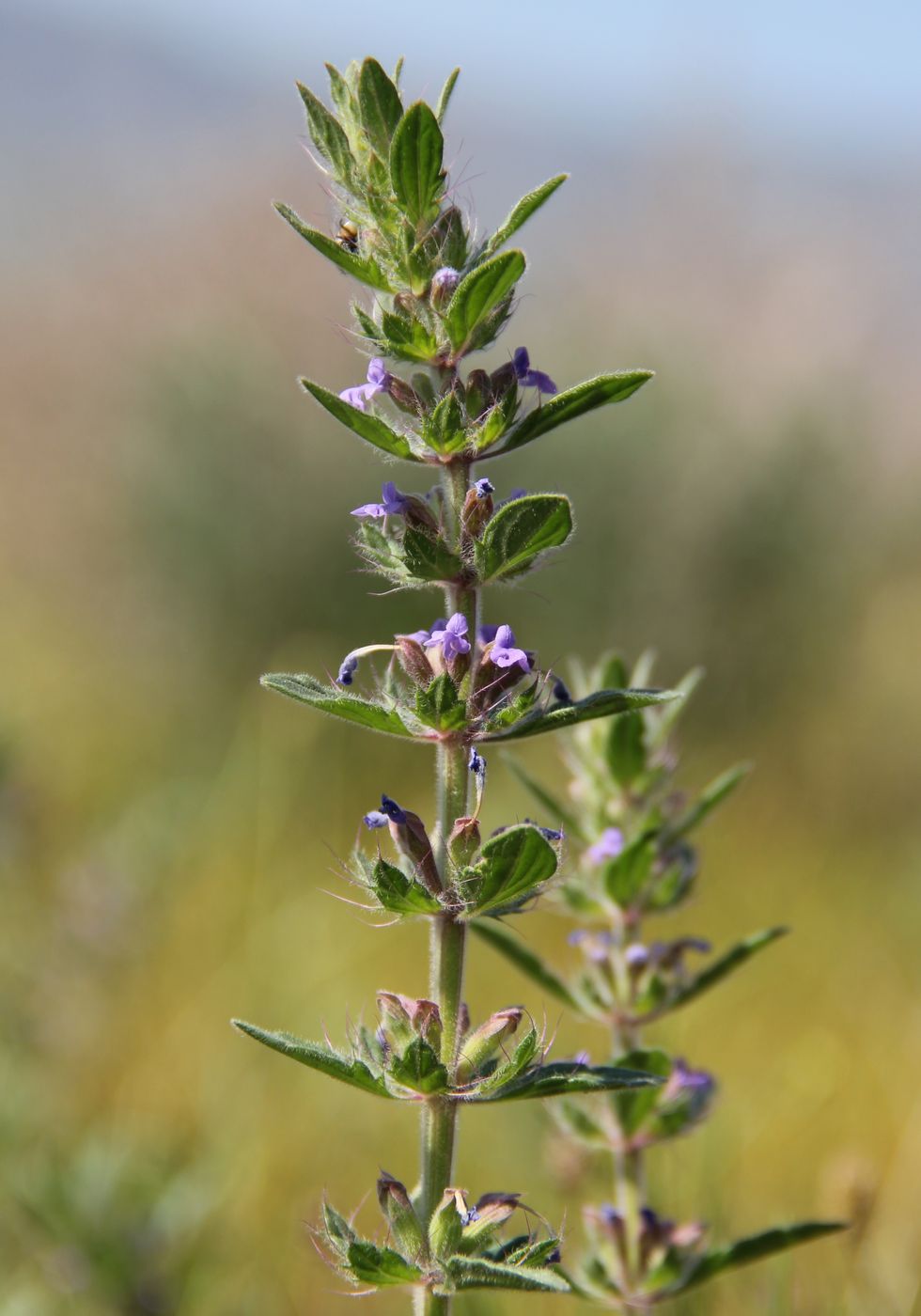 Image of Lallemantia royleana specimen.