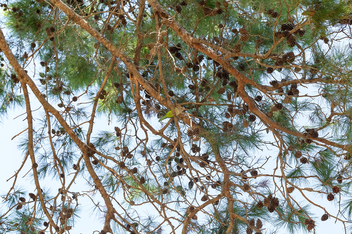 Image of Pinus pinea specimen.