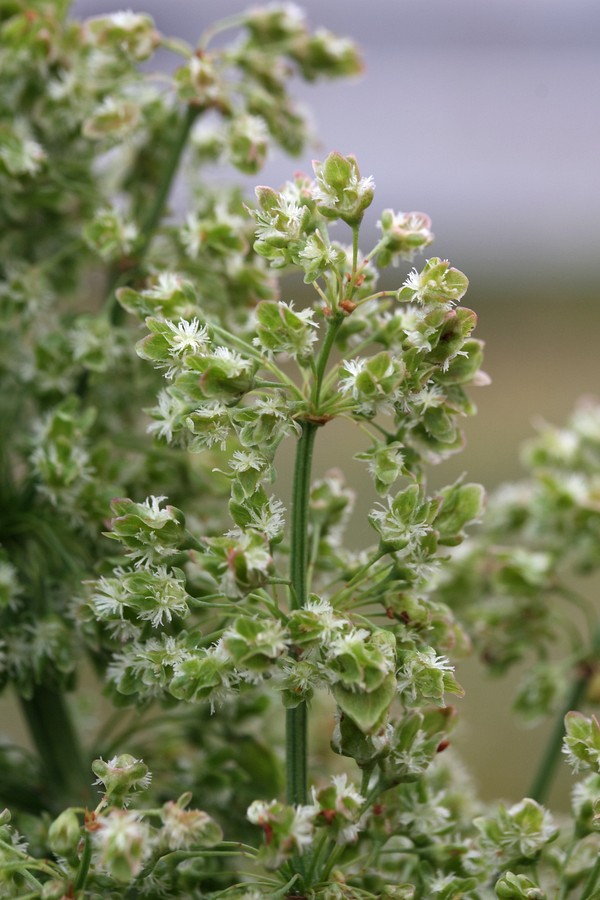 Image of Rumex aquaticus specimen.