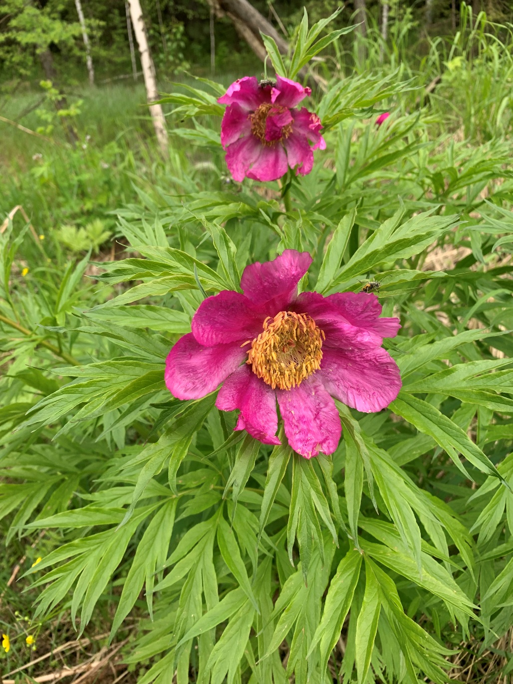 Image of Paeonia anomala specimen.