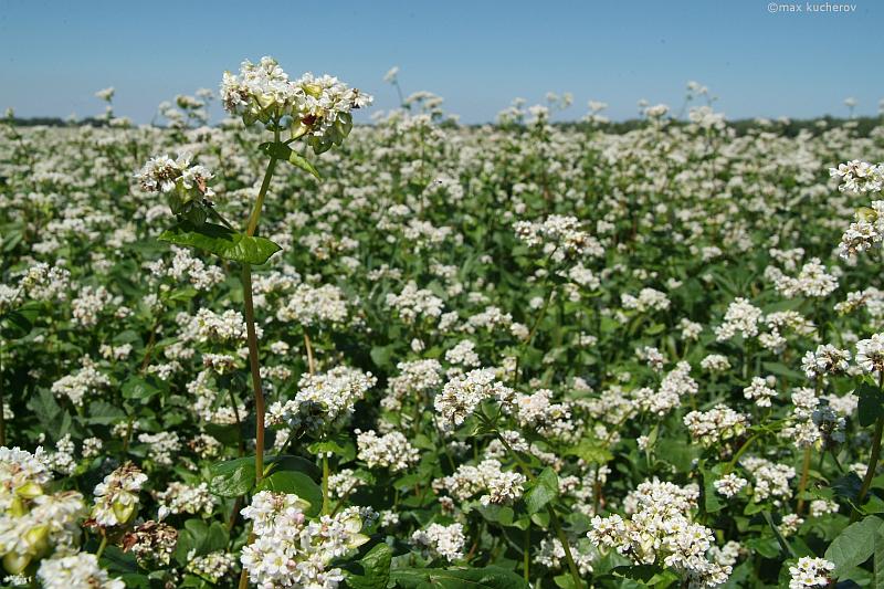 Изображение особи Fagopyrum esculentum.