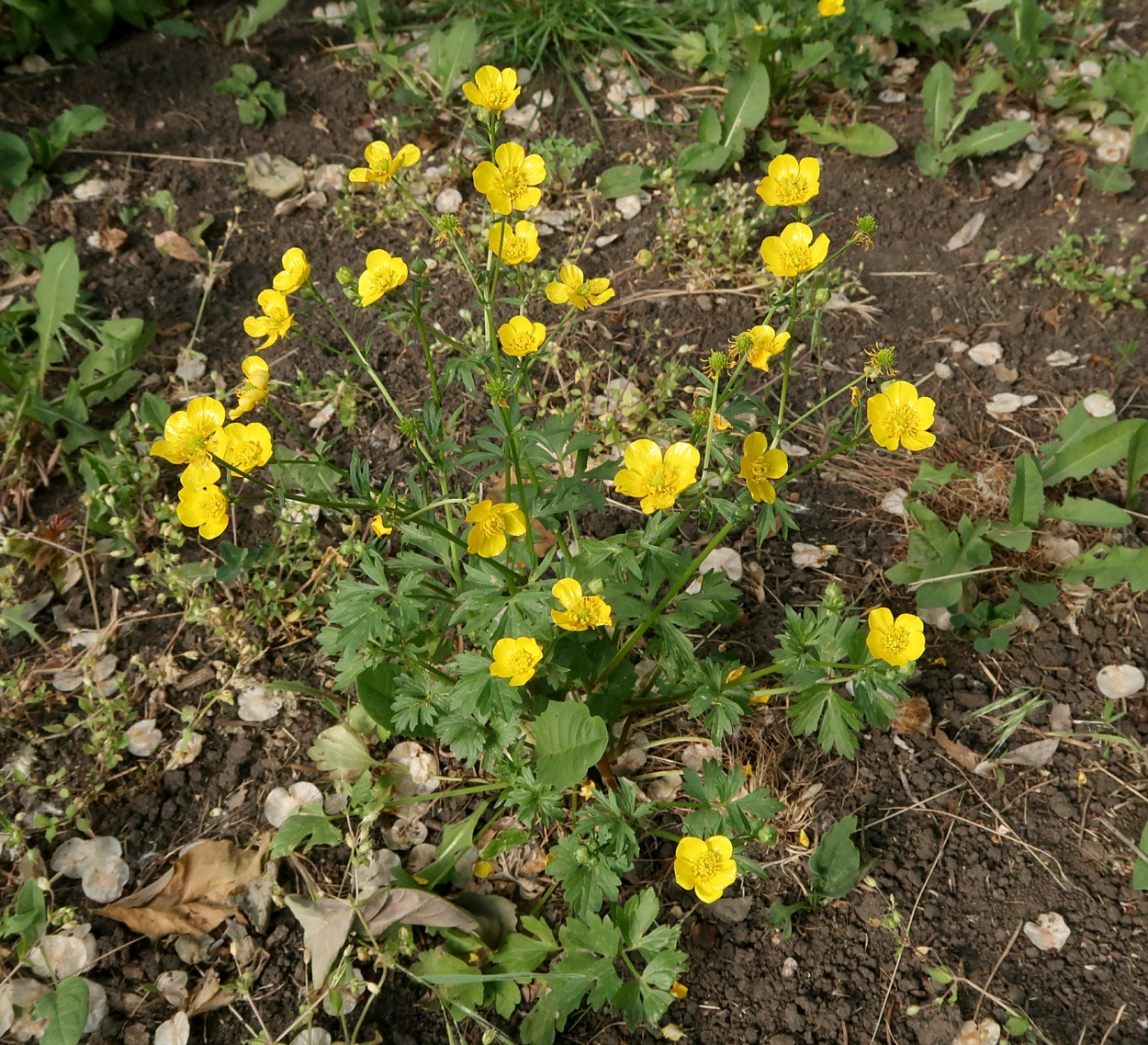 Изображение особи Ranunculus sardous.