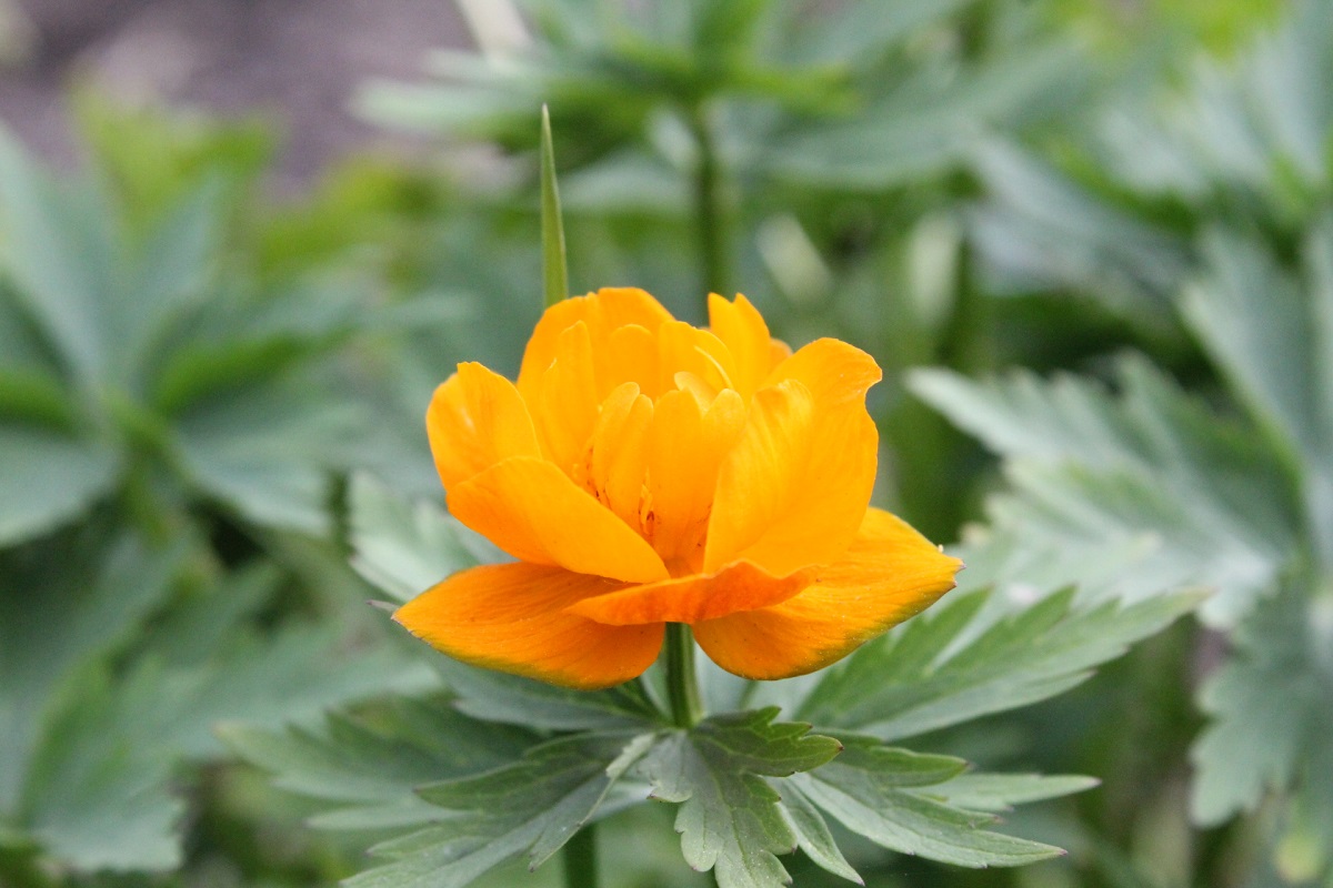 Изображение особи Trollius asiaticus.