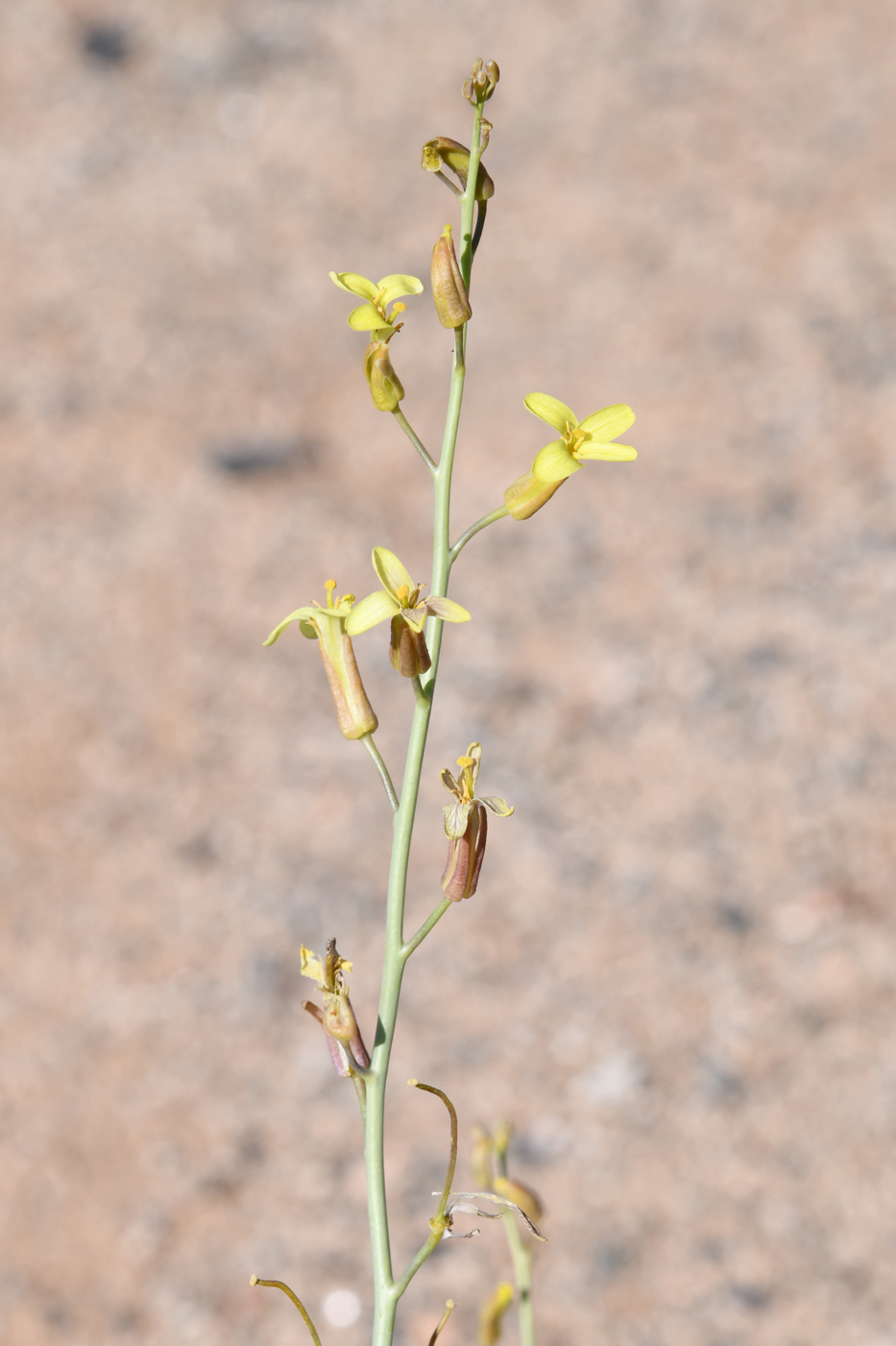 Image of Sisymbrium subspinescens specimen.