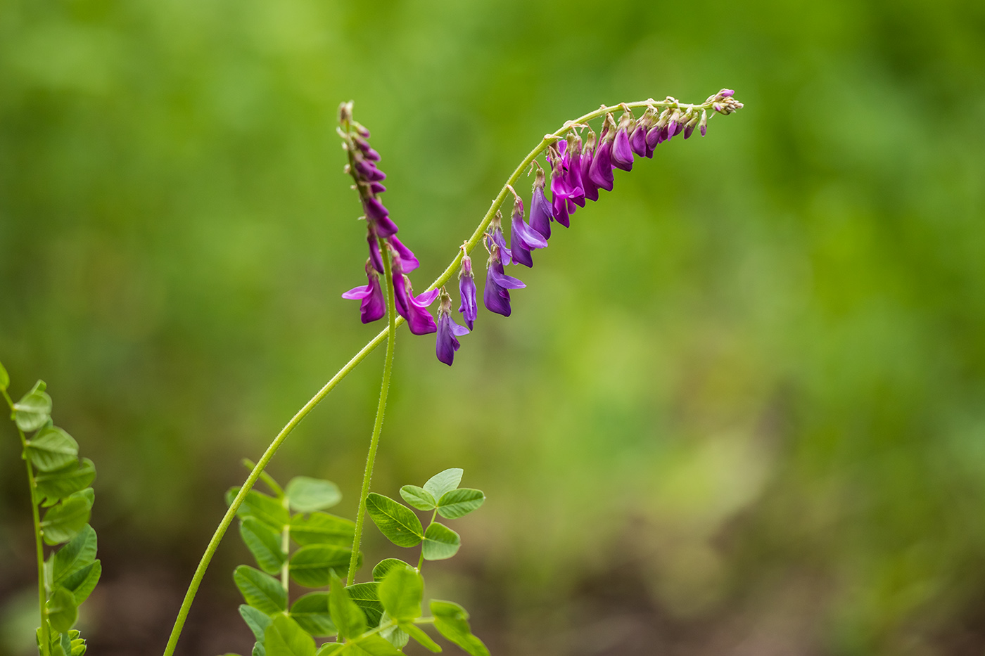 Изображение особи Hedysarum caucasicum.