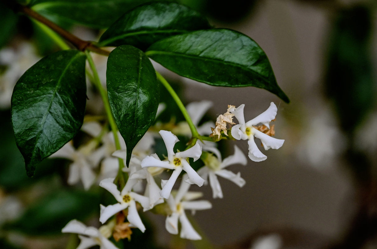 Image of Trachelospermum jasminoides specimen.