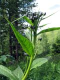 Saussurea latifolia. Верхушка растения с развивающимися соцветиями. Восточный Казахстан, Южный Алтай, хр. Сарымсакты, пер. Бурхат, ≈ 1900 м н.у.м., хвойное редколесье. 4 июля 2024 г.