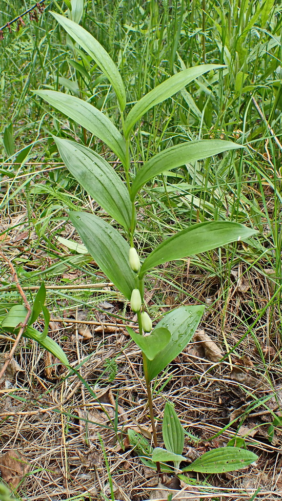 Image of Polygonatum humile specimen.