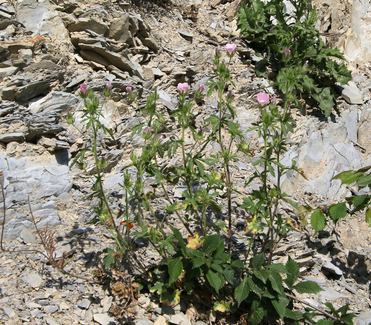 Image of Malva setigera specimen.