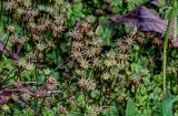 Marchantia polymorpha. Женские подставки (вид сверху). Московская обл., окр. г. Железнодорожный, долина р. Чёрная, опушка смешанного леса. 26.08.2024.