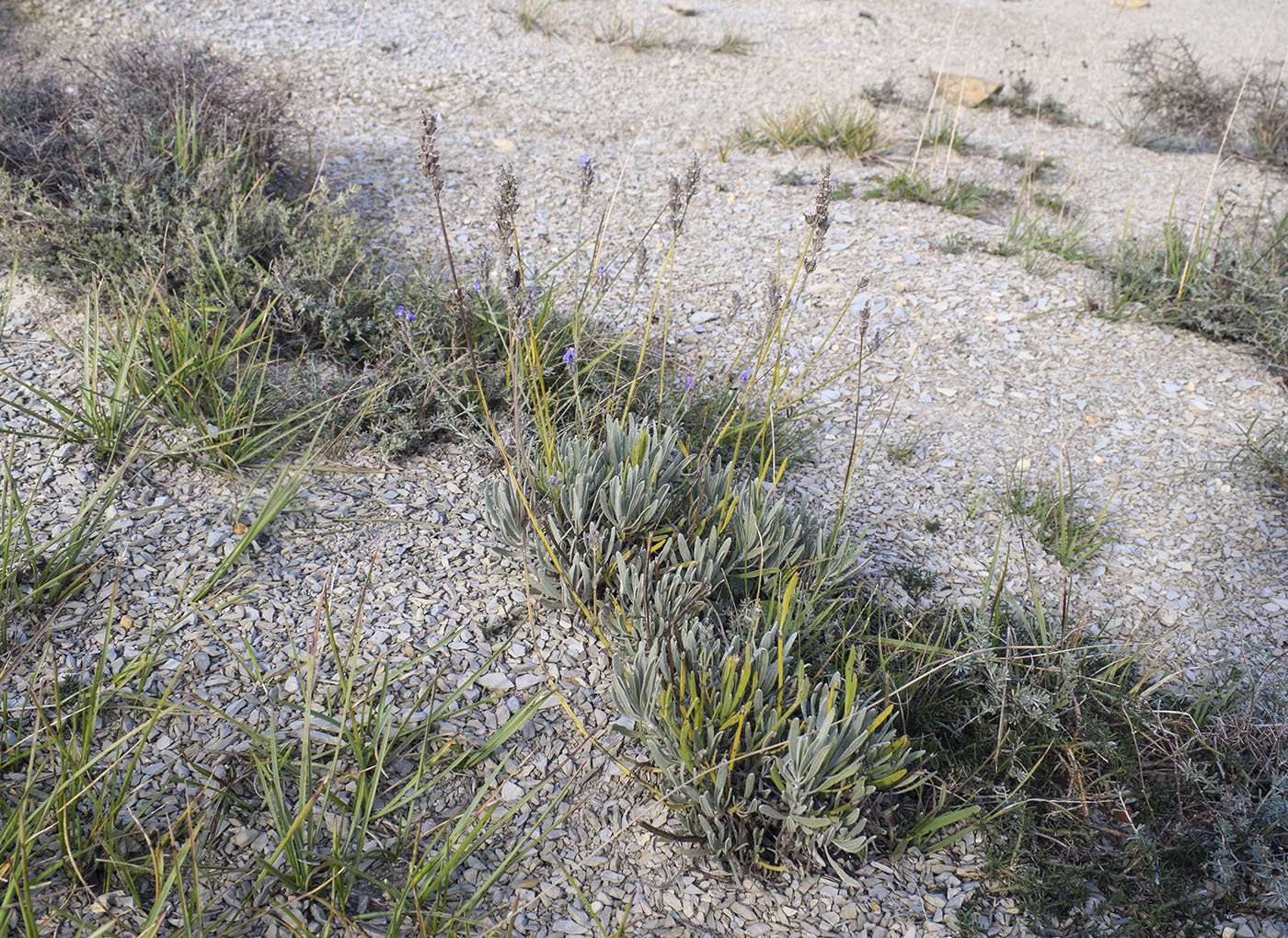 Image of Lavandula latifolia specimen.