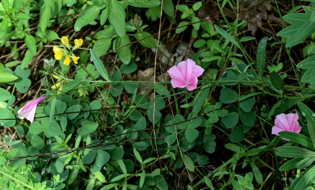 Image of Convolvulus cantabrica specimen.