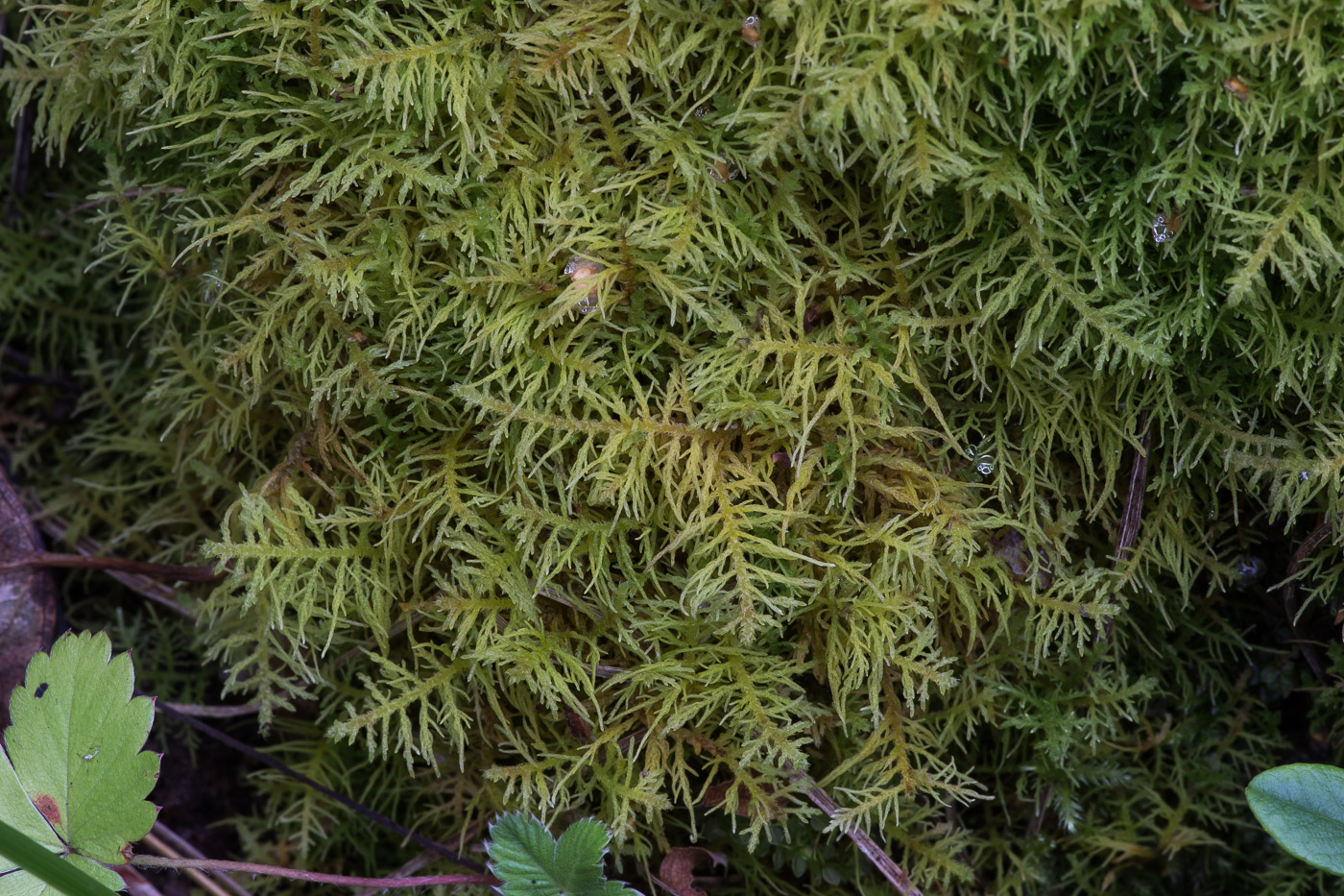 Image of Thuidium recognitum specimen.