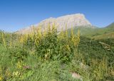 Verbascum laxum. Цветущие растения. Кабардино-Балкария, Черекский р-н, окр. с/п Верхняя Балкария, юго-восточный склон горы Мехтеген, ≈ 2300 м н.у.м., субальпийский луг. 29.07.2024.