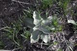 род Verbascum