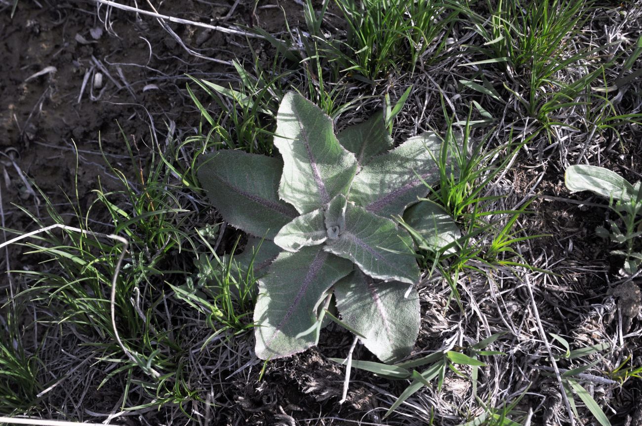 Изображение особи род Verbascum.