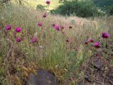 Dianthus capitatus. Цветущие растения. Крым, Южный Берег, окр. пос. Лесной, разнотравный луг. 26.05.2024.