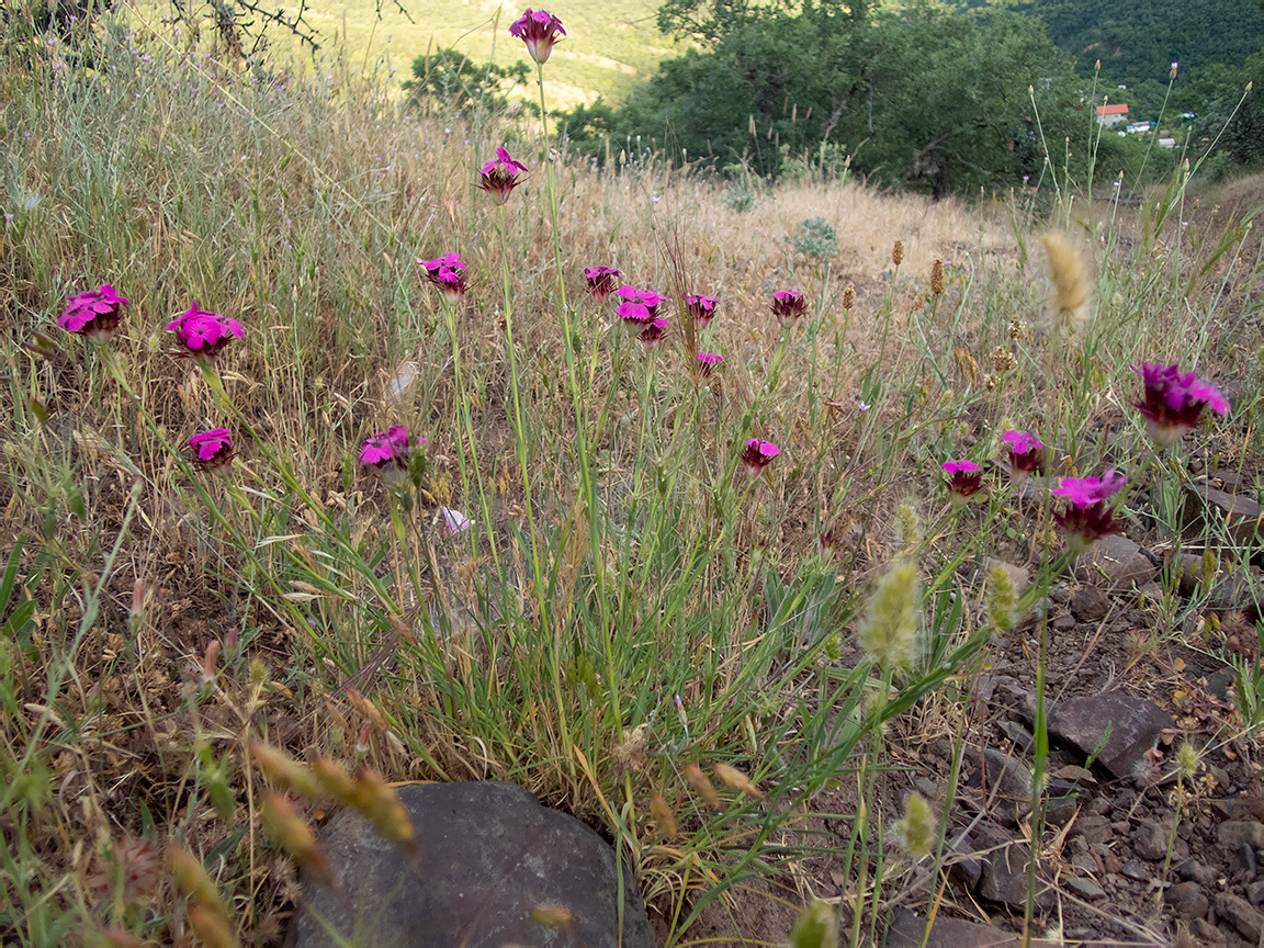 Image of Dianthus capitatus specimen.