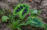 Colocasia affinis. Листья вегетирующего растения (справа видна верхушка побега цветущего Apiaceae). Китай, провинция Гуанси, рисовые террасы Лунцзи, край рисовой террасы. 30.05.2024.