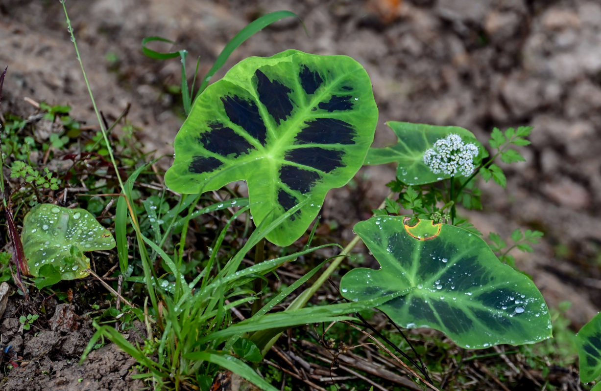 Изображение особи Colocasia affinis.