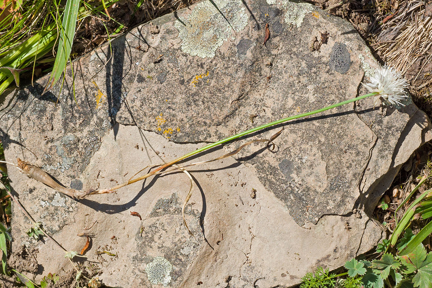 Image of Allium denudatum specimen.