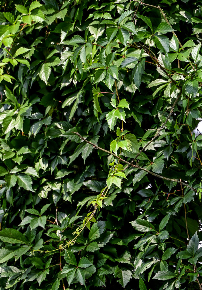 Image of Parthenocissus quinquefolia specimen.