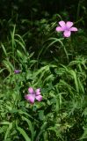 Linum hypericifolium