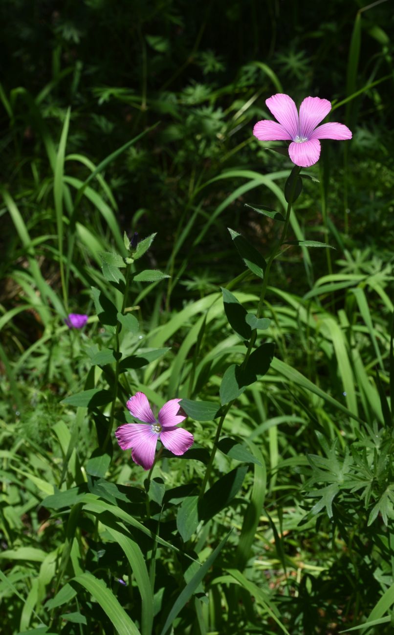 Image of Linum hypericifolium specimen.