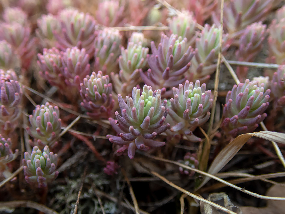 Изображение особи Sedum pallidum.