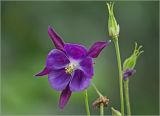 Aquilegia vulgaris. Цветок и бутоны. Московская обл., Раменский р-н, окр. дер. Хрипань, садовый участок. 14.06.2024.