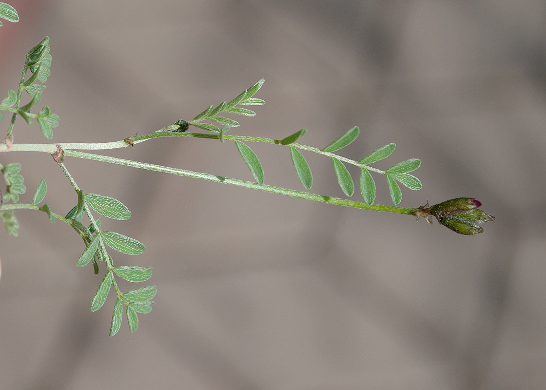 Изображение особи род Astragalus.