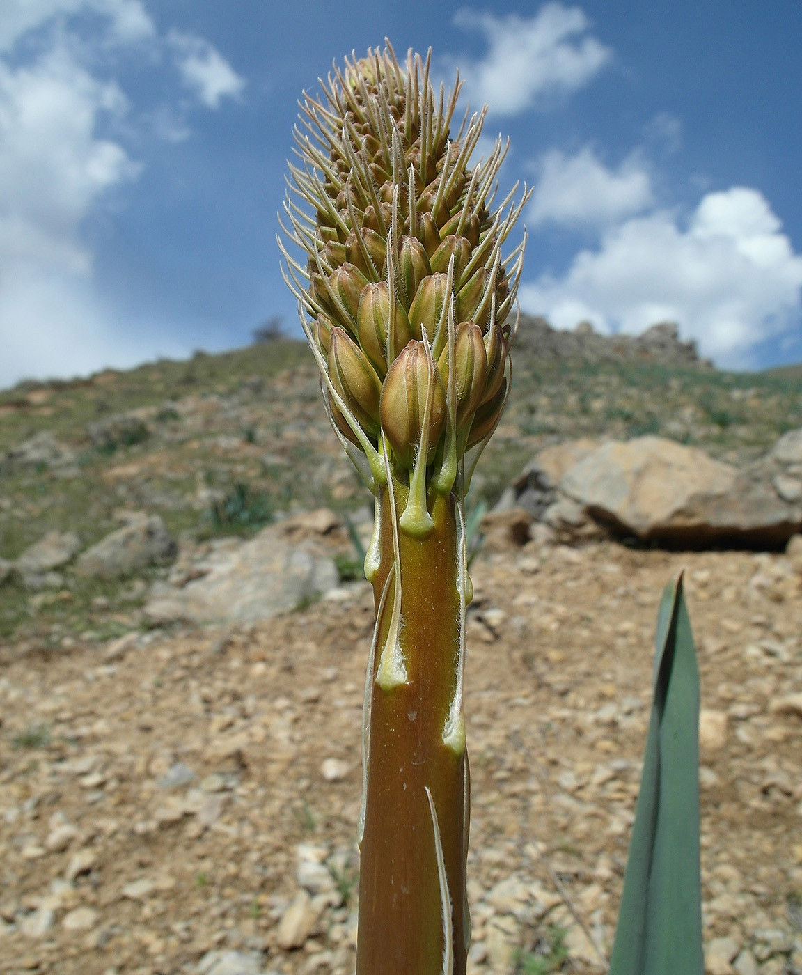 Image of Eremurus regelii specimen.