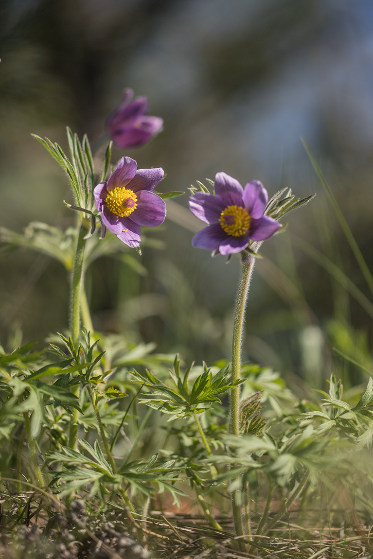 Изображение особи Pulsatilla × juzepczukii.