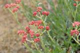 Смотреть изображение Helichrysum nogaicum
