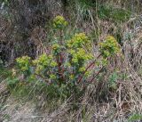 Euphorbia alpina. Цветущее растение на остепнённом горном склоне. Алтай, Шебалинский р-н, окр. с. Камлак. 20.05.2010.