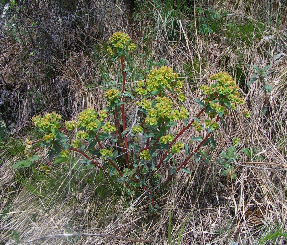 Image of Euphorbia alpina specimen.