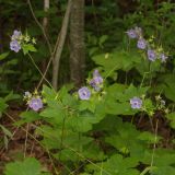 View full-size image Geranium platyanthum