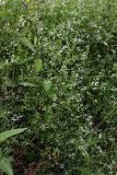 Смотреть изображение Galium palustre