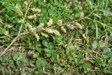 View full-size image Salix elbrusensis